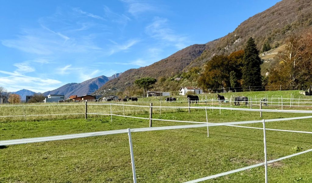 Resinelli-cavalli_pascoli-2